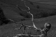 N York Moor 2