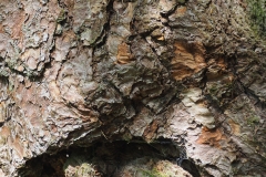 North York Moors Tree