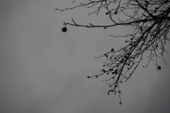 Tree 1
