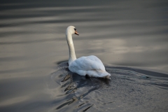 Retreating Swan