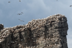 Bempton 2